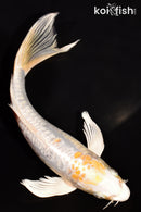 6.75" DOITSU HARIWAKE BUTTERFLY