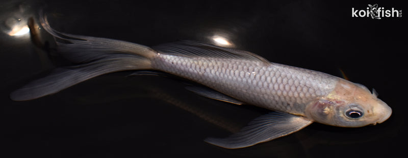 6.25" SORAGOI BUTTERFLY