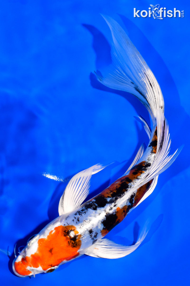 7.75" HEISEI NISHIKI BUTTERFLY