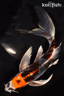 7.75" ARAGOKE BENI KIKOKURYU BUTTERFLY