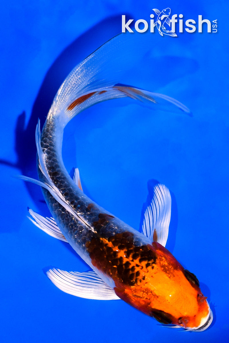 5.25" KUJAKU BUTTERFLY