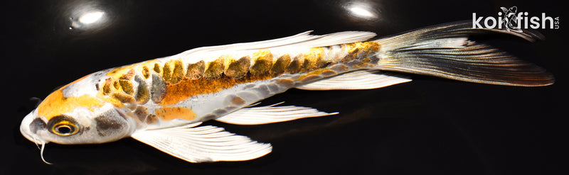 6.75" KIN KIKOKURYU BUTTERFLY