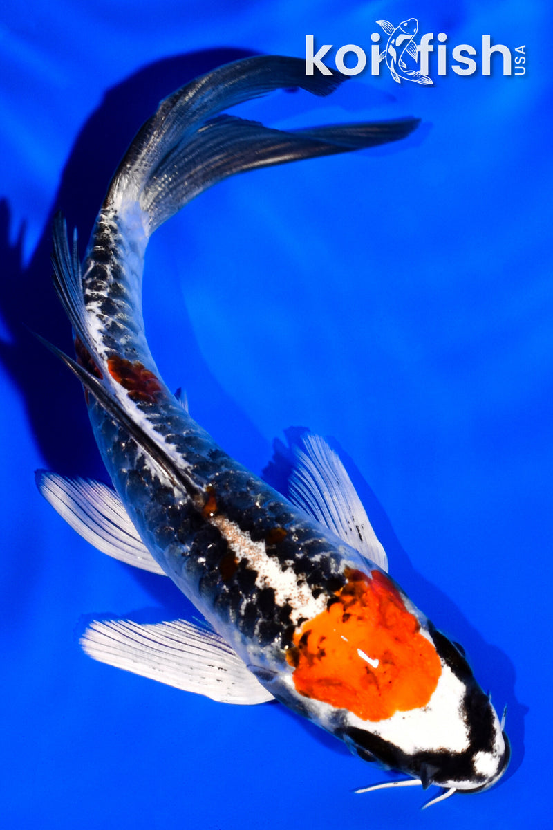 5.25" MARUTEN BENI KIKOKURYU BUTTERFLY