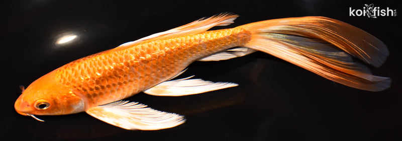 8" GINRIN ORENJI OGON BUTTERFLY