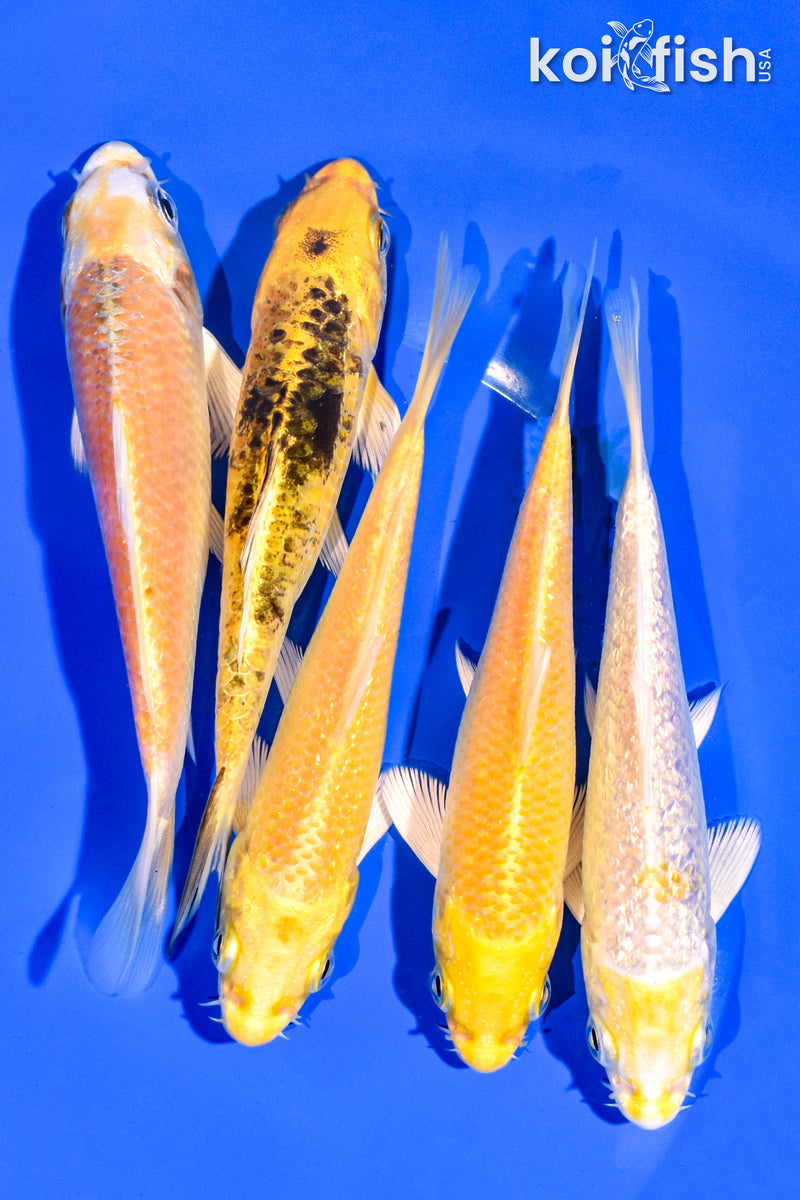 PACK OF (5) 4-5" STANDARD KOI