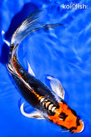 7" BENI KIKOKURYU BUTTERFLY