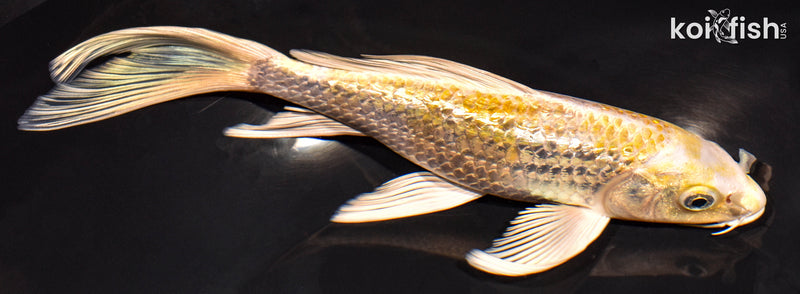 7.25" GINRIN HARIWAKE BUTTERFLY