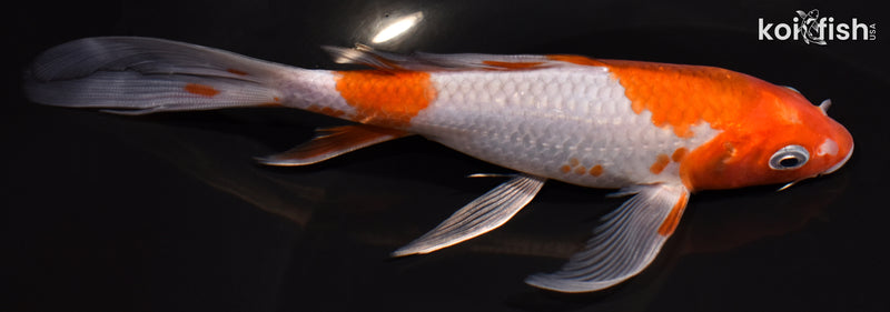 7" OCHIBA SHIGURE BUTTERFLY