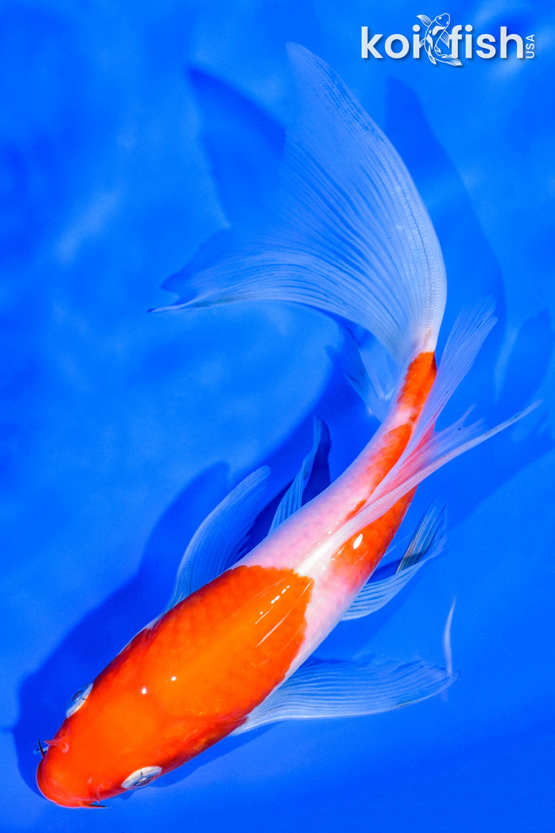 7" KOHAKU BUTTERFLY