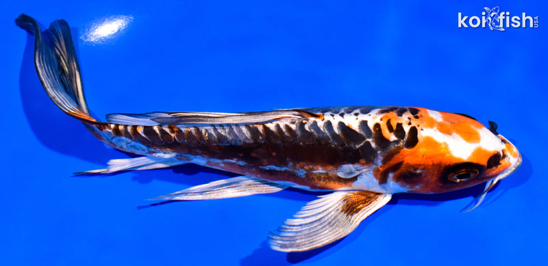 7" BENI KIKOKURYU BUTTERFLY