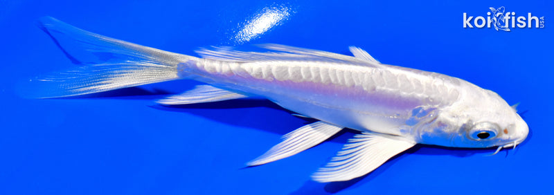 5.75" DOITSU PLATINUM OGON BUTTERFLY