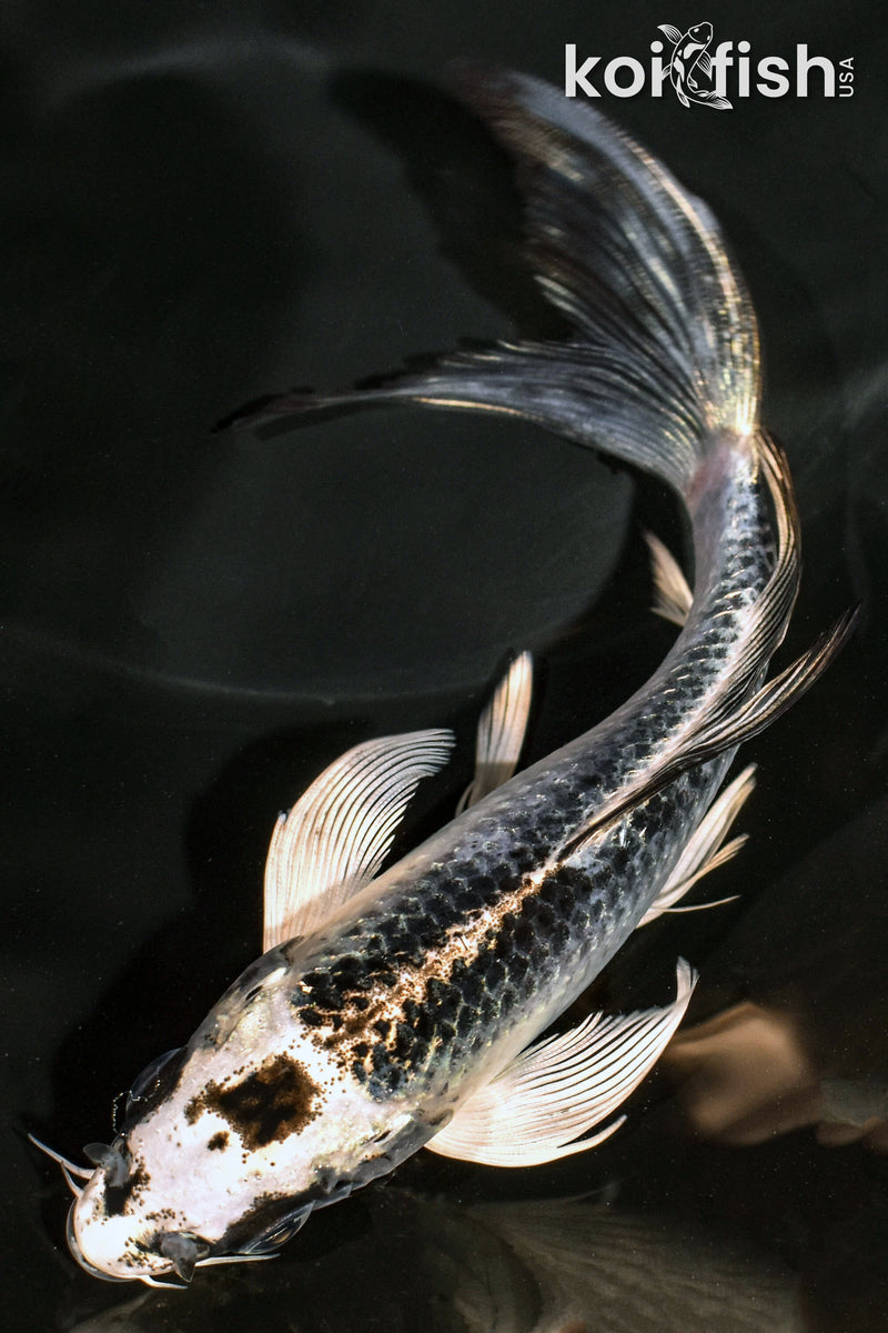 6" GIN MATSUBA BUTTERFLY