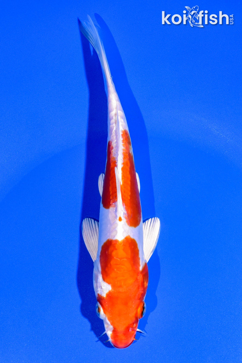 6.75" KIKUSUI