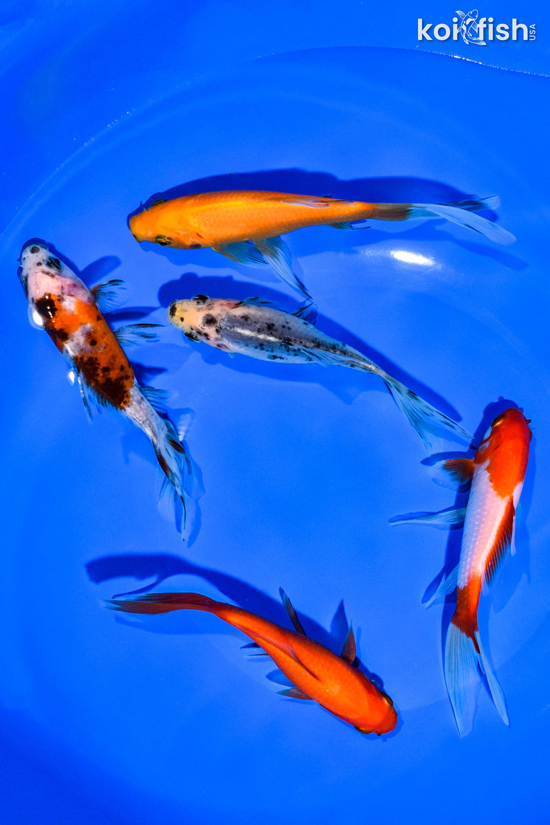 (5) 4-5" ASSORTED GOLDFISH