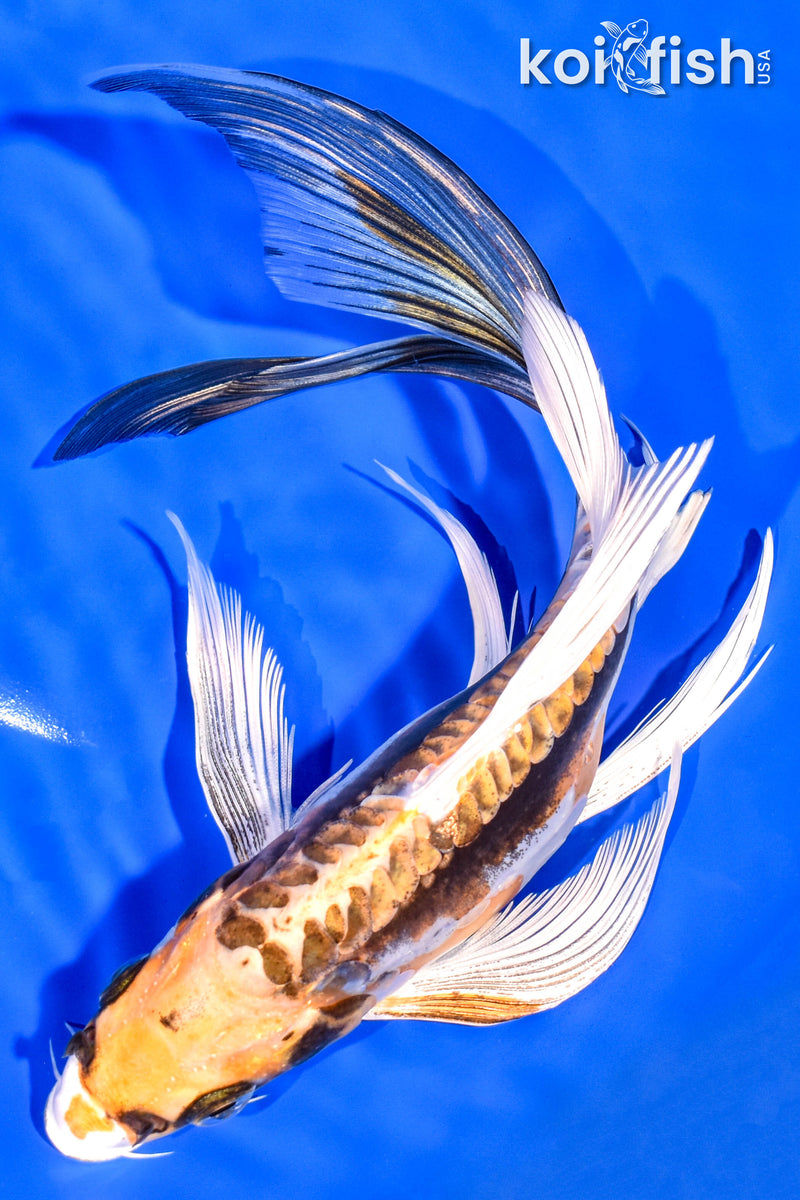 8.75" KIN KIKOKURYU BUTTERFLY