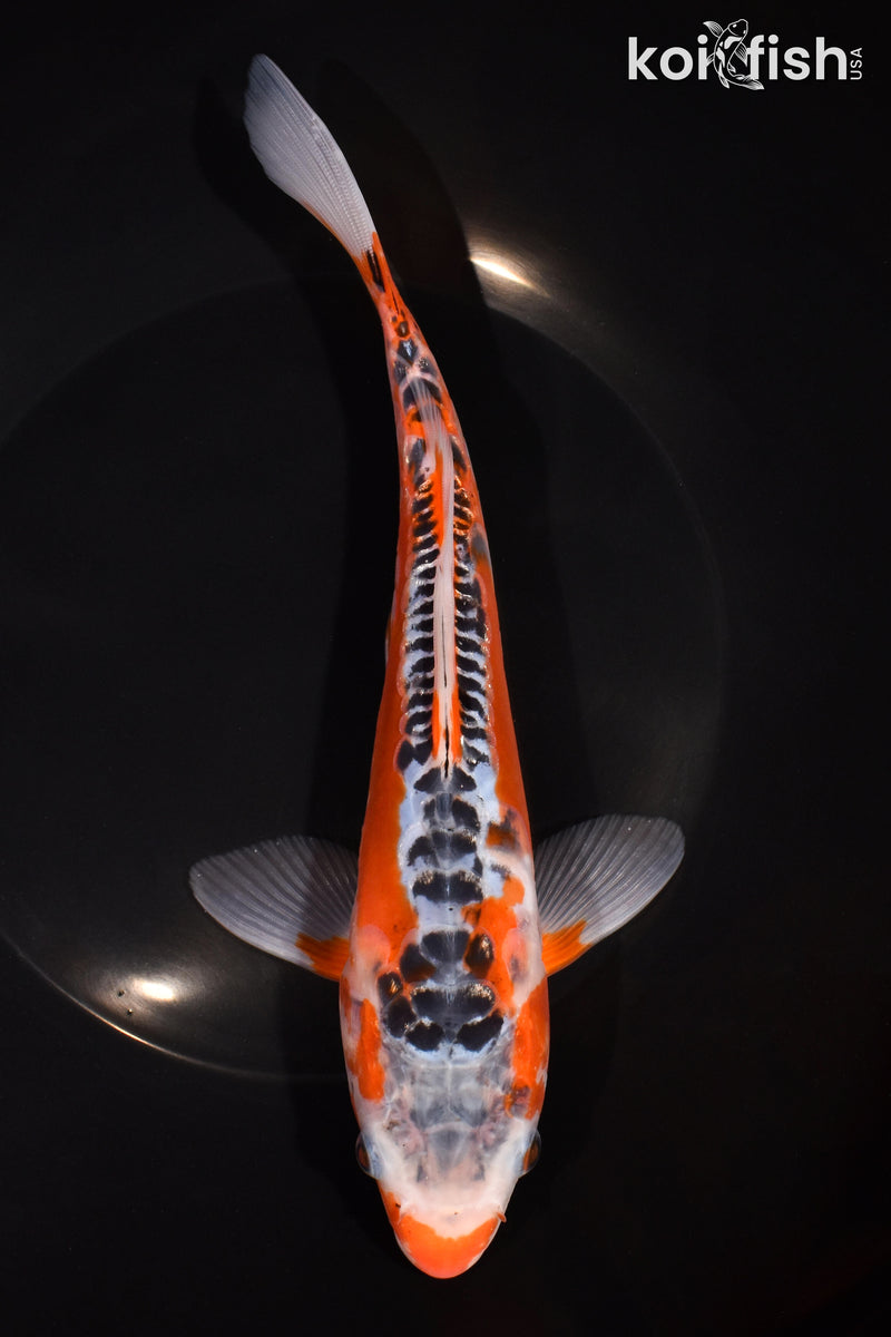 8.75" HI SHUSUI