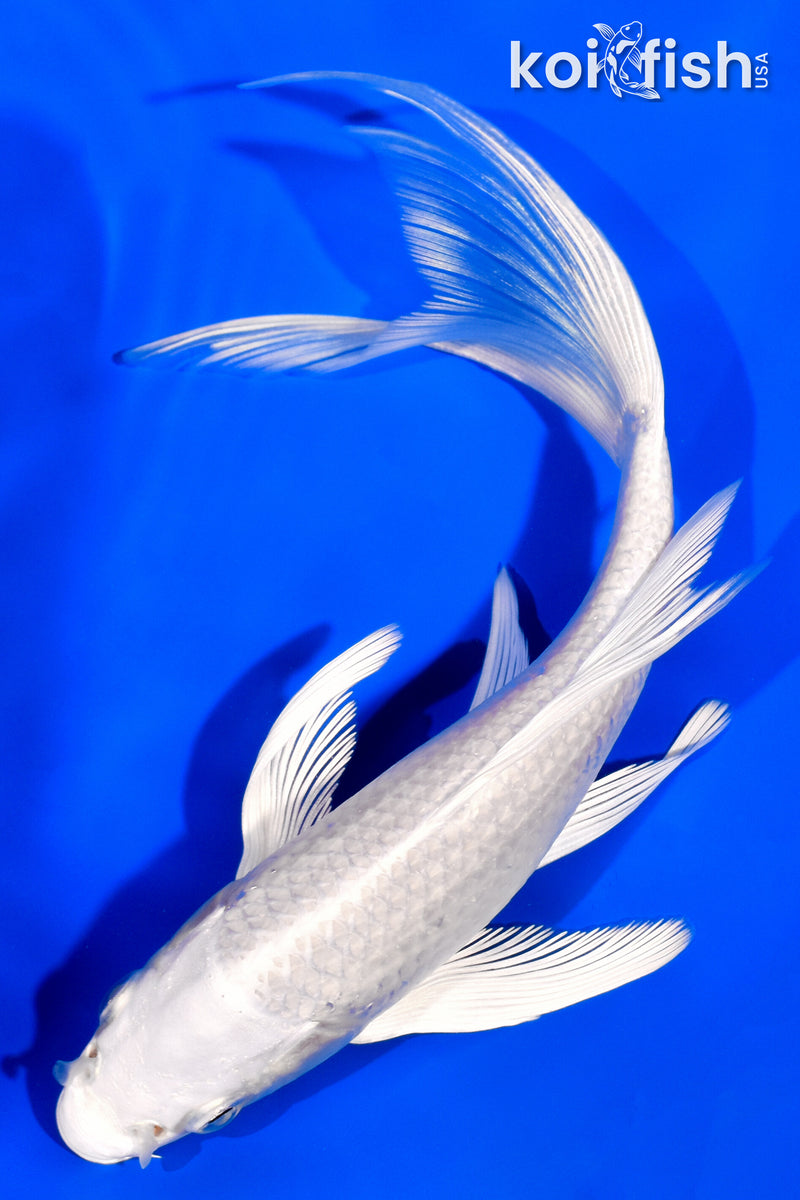 7.25" PLATINUM OGON BUTTERFLY
