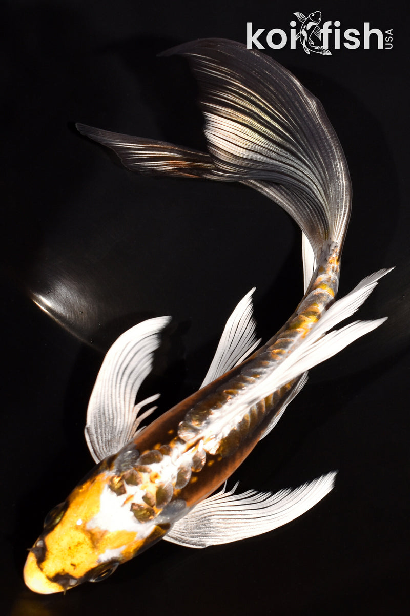 7" KIN KIKOKURYU BUTTERFLY