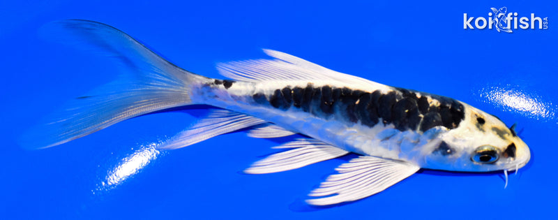 5.75" KIN KIKOKURYU BUTTERFLY