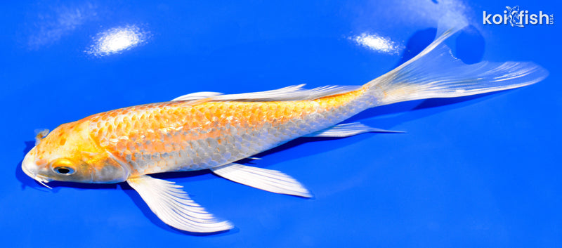 7" GINRIN YAMABUKI OGON BUTTERFLY