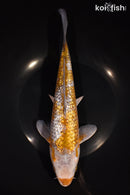 10" GINRIN OCHIBA SHIGURE