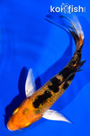 4.25" YAMATO NISHIKI BUTTERFLY