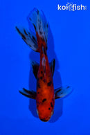 4.75" CALICO WATONAI GOLDFISH