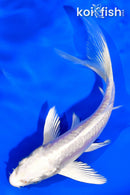 5.75" DOITSU PLATINUM OGON BUTTERFLY