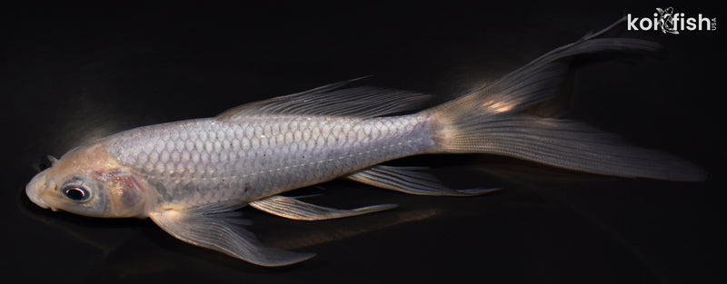 6.25" SORAGOI BUTTERFLY