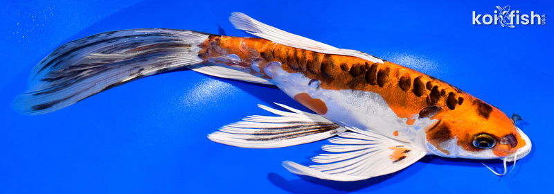 11.25" BENI KIKOKURYU BUTTERFLY