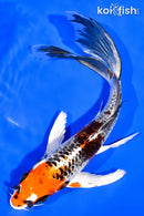 7.75" KUJAKU BUTTERFLY