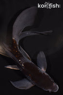 5.5" OCHIBA SHIGURE BUTTERFLY