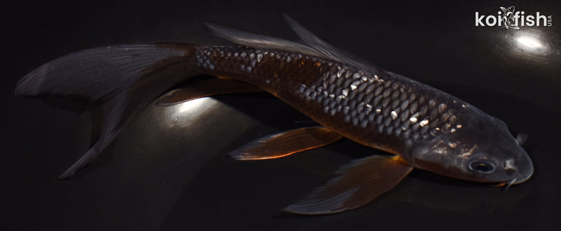 6.5" GINRIN OCHIBA SHIGURE BUTTERFLY