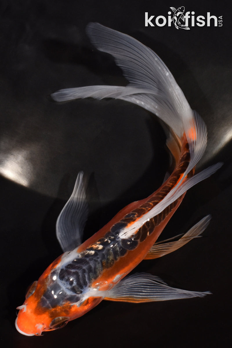 6.75" HI SHUSUI BUTTERFLY