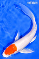 7.75" TANCHO HARIWAKE BUTTERFLY