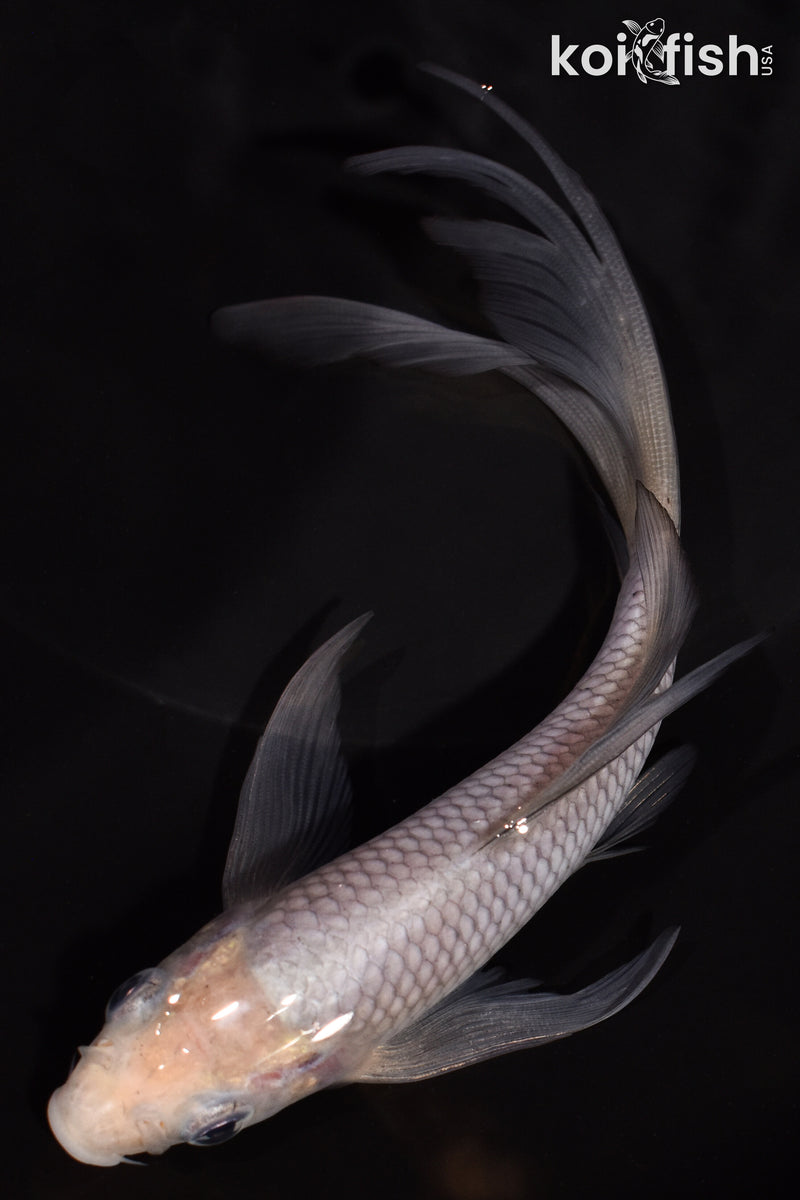 6.25" SORAGOI BUTTERFLY