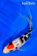 5.25" TANCHO SANKE BUTTERFLY