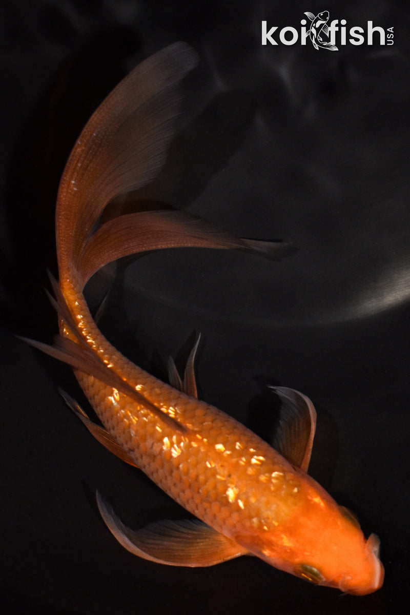 6" GINRIN CHAGOI BUTTERFLY