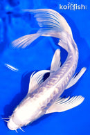 7.75" GINRIN DOITSU PLATINUM OGON BUTTERFLY