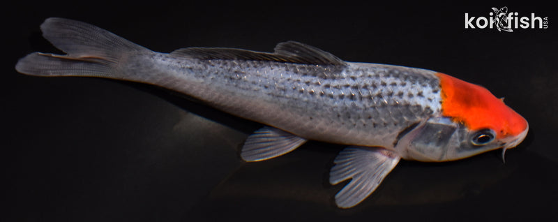 6.25" TANCHO GOSHIKI