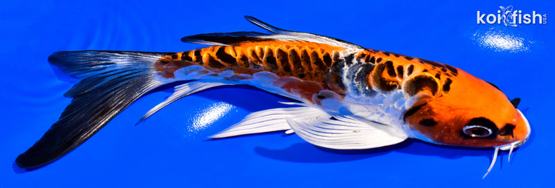 7.25" DOITSU KUJAKU BUTTERFLY