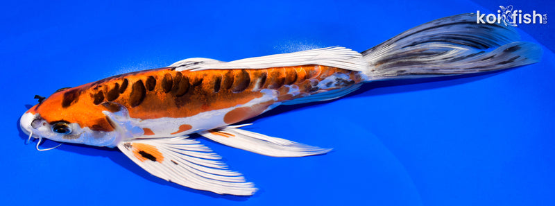 11.25" BENI KIKOKURYU BUTTERFLY