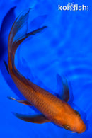 5.25" CHAGOI BUTTERFLY