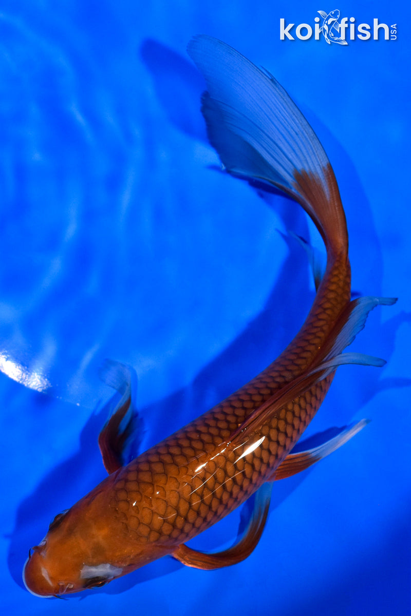 8.25" OCHIBA SHIGURE BUTTERFLY
