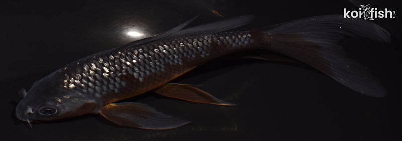 6.5" GINRIN OCHIBA SHIGURE BUTTERFLY