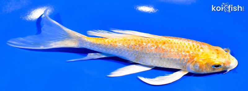 7" GINRIN YAMABUKI OGON BUTTERFLY