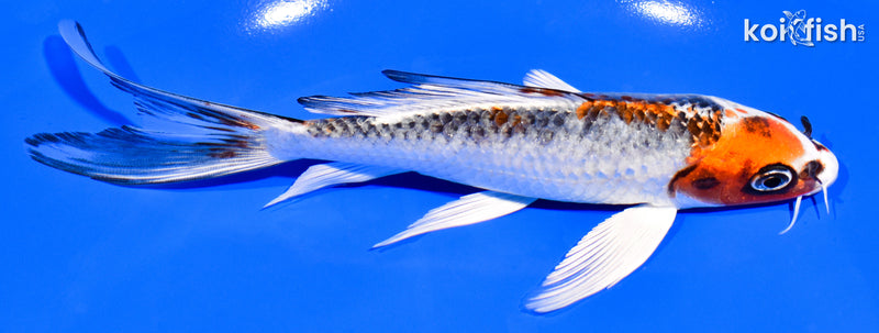 6.75" KUJAKU BUTTERFLY