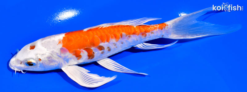 7.25" KIKUSUI BUTTERFLY