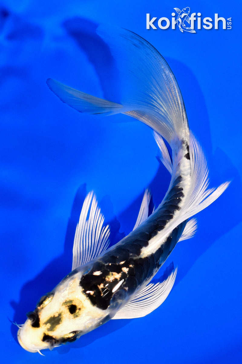 5.75" KIN KIKOKURYU BUTTERFLY