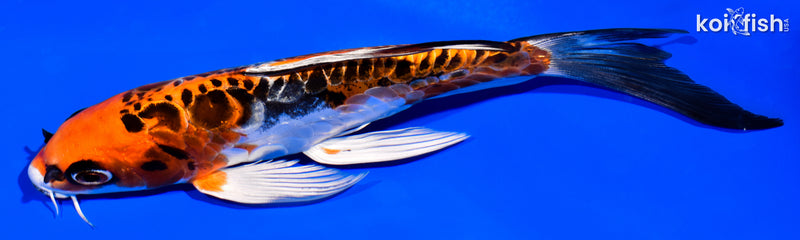 7.25" DOITSU KUJAKU BUTTERFLY